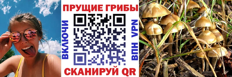 где купить наркотик  Заволжье  Галлюциногенные грибы Psilocybe 